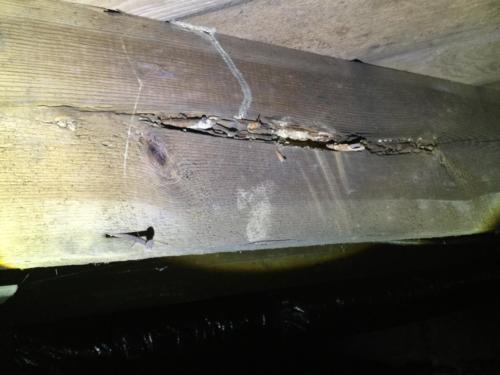 Floor Joist - Insect Damage